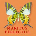 Maritus Perfectus