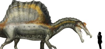 Spinosaurus si Tristan